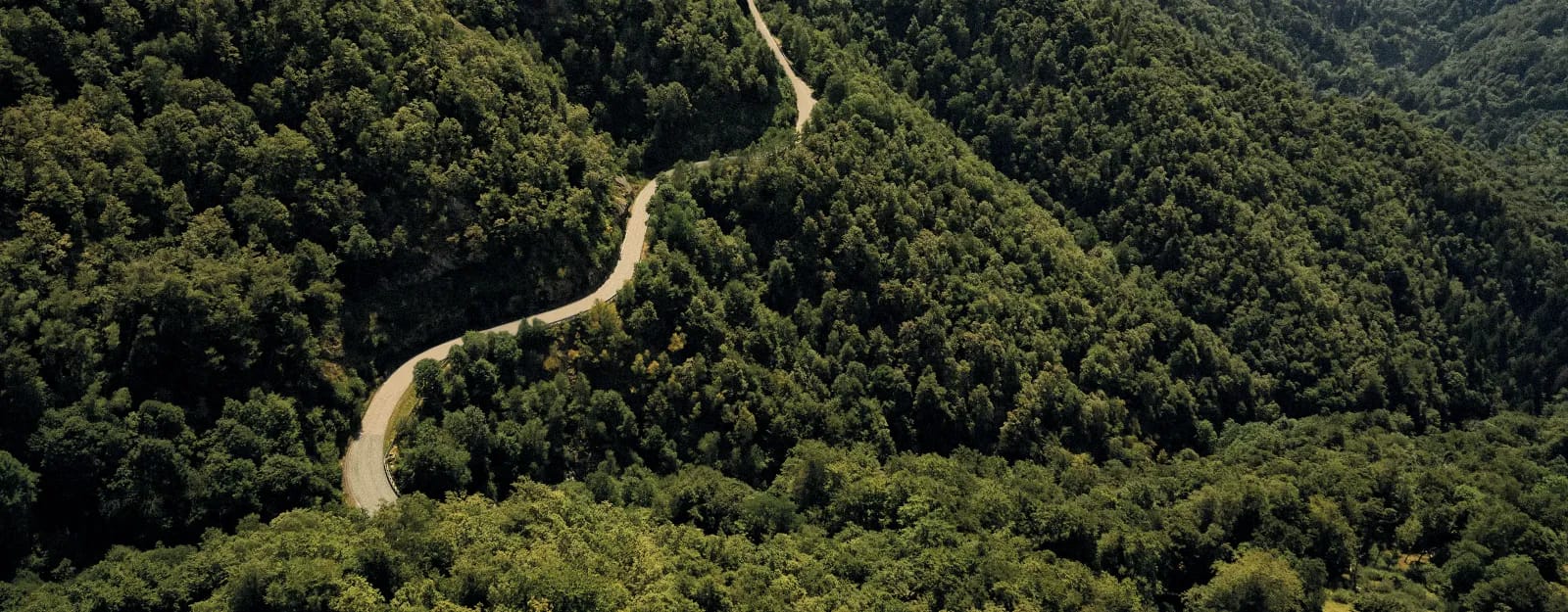 A road winding through the forested hills of Oasi Zegna